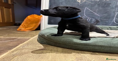 Labrador Retriever dogs - Advert 2