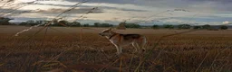 Northern Inuit dogs for sale: Northern Inuit puppies  in Inverness - Advert 1
