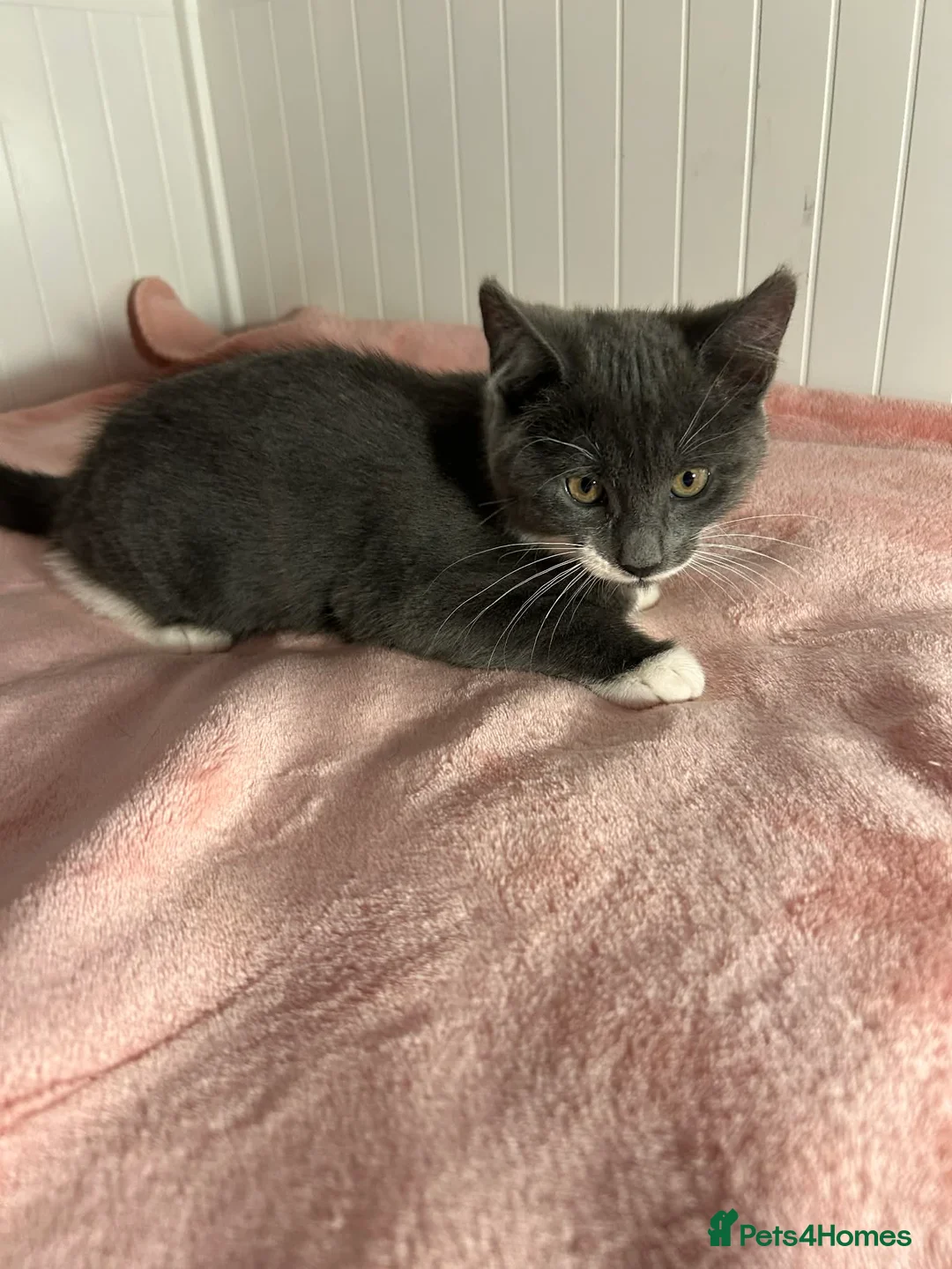 Mixed Breed cats for sale: Kittens - Advert 10