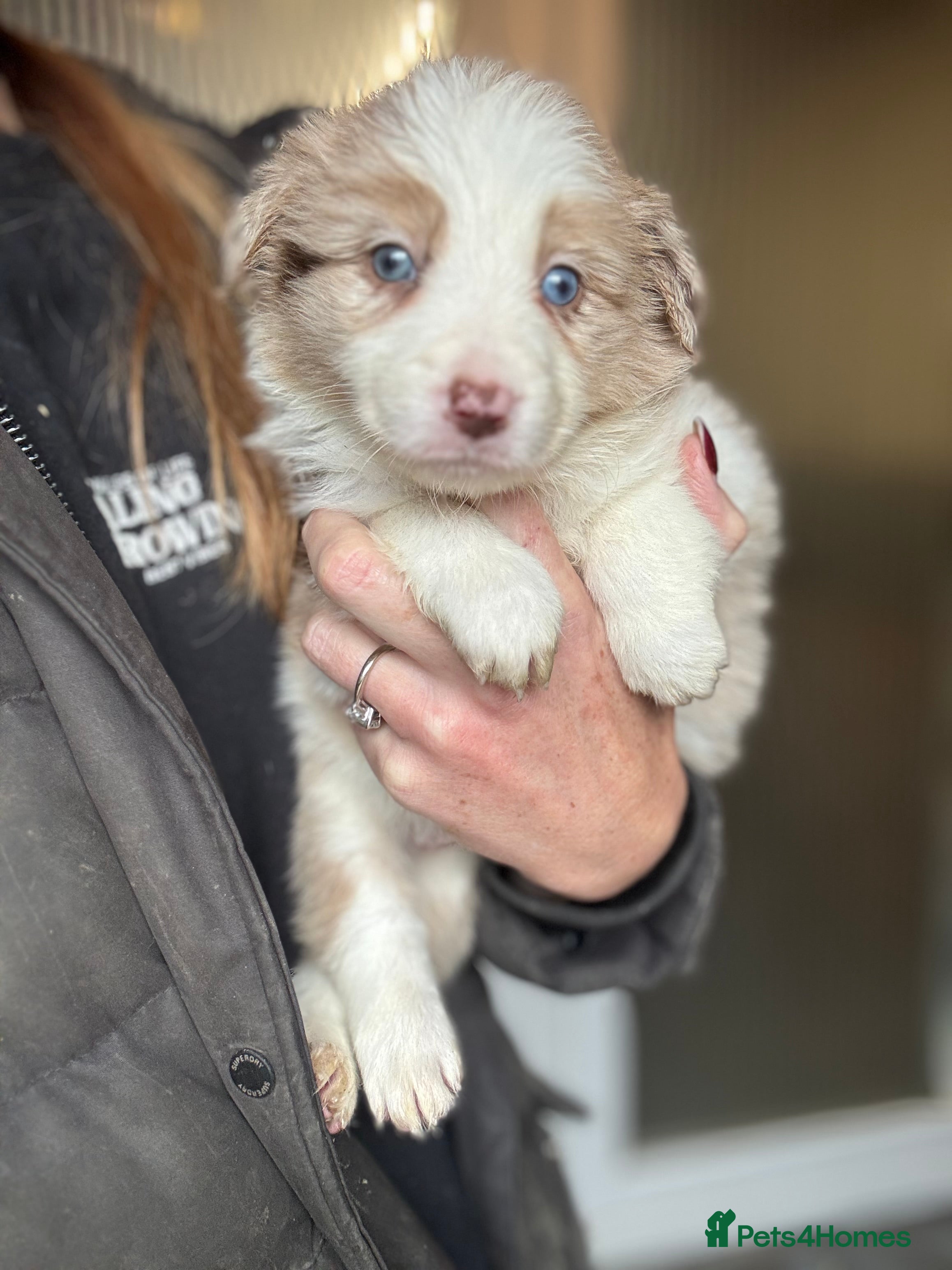 Border Collie dogs KC Reg (Pending) Border Collie Puppies For Sale - Advert 14