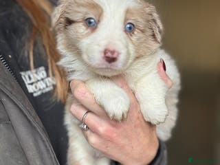 Border Collie dogs KC Reg (Pending) Border Collie Puppies For Sale - Advert 5