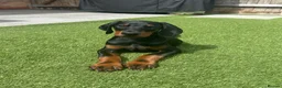 Dobermann dogs for sale: READY TO COLLET NOW | RKC DOBERMAN | CHAMPION LINE - Advert 5