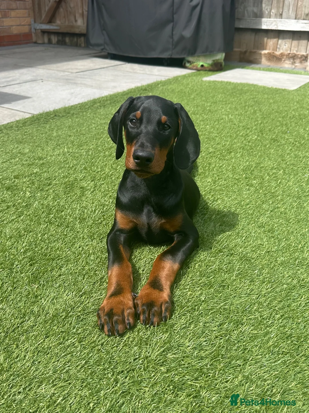Dobermann dogs for sale: FINAL BOY REMAINING | READY NOW | RKC DOBERMAN - Advert 2