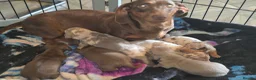 Dachshund dogs for sale: Dapple Daschund puppies - Advert 2