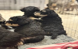 Schnoodle dogs for sale: Stunning Schnoodles, heath tested  - Image 29
