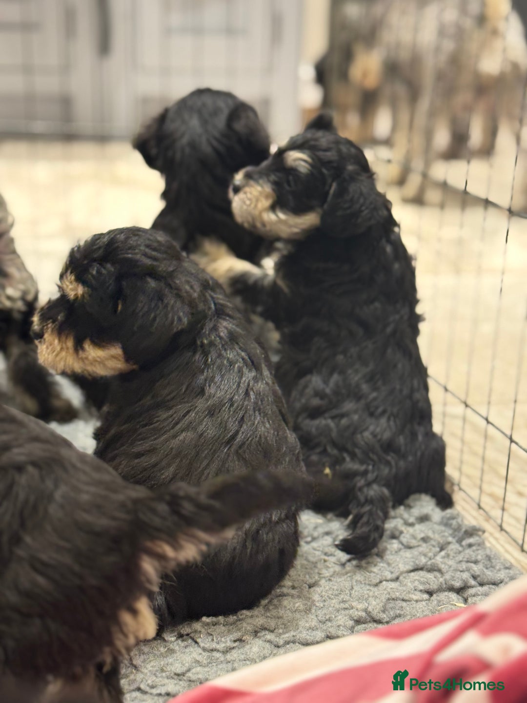 Schnoodle dogs for sale: Stunning Schnoodles, heath tested  - Image 29