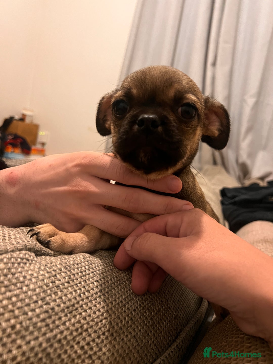 Mixed Breed dogs for sale: Last 2 puppies  - Image 6