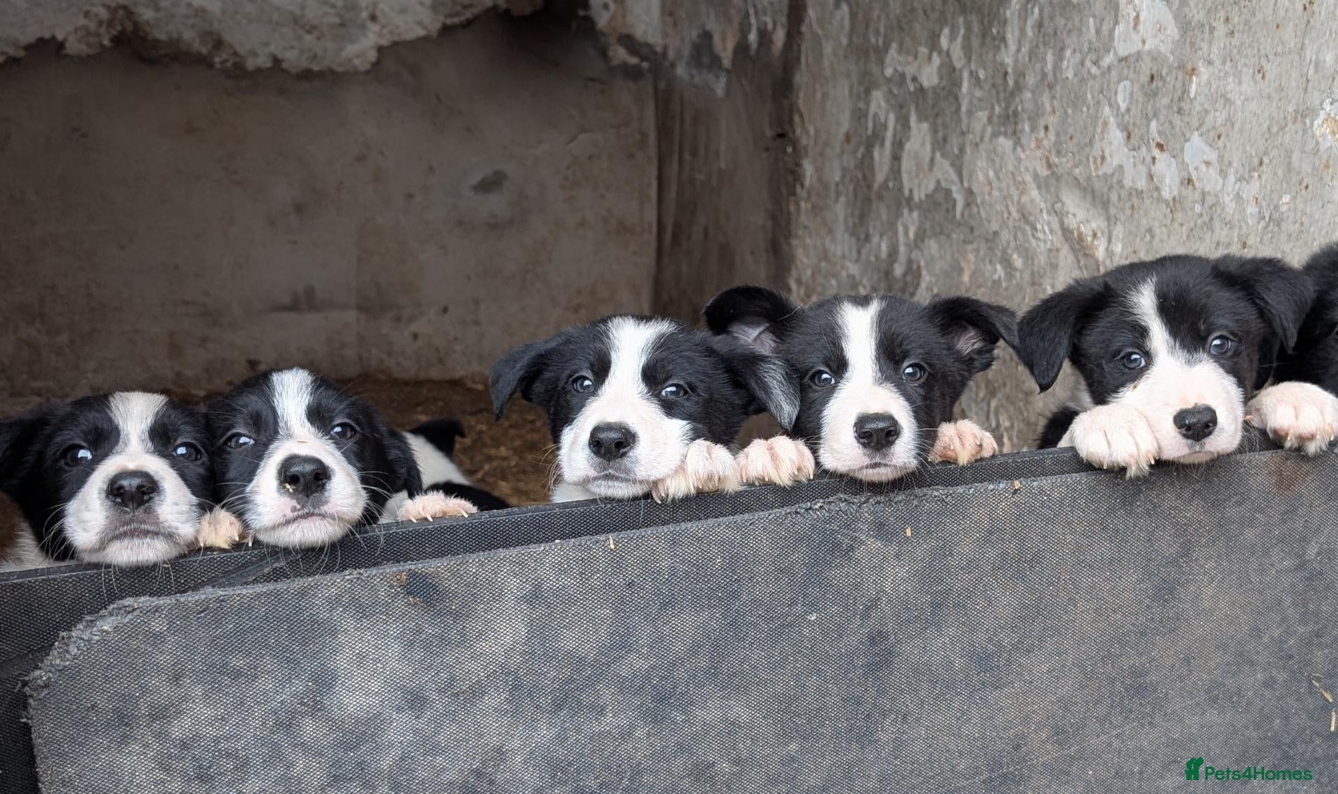 Border Collie dogs Border Collie Pups - Advert 1