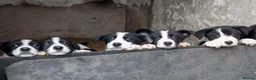 Border Collie dogs for sale: Border Collie Pups in Lancaster - Advert 1