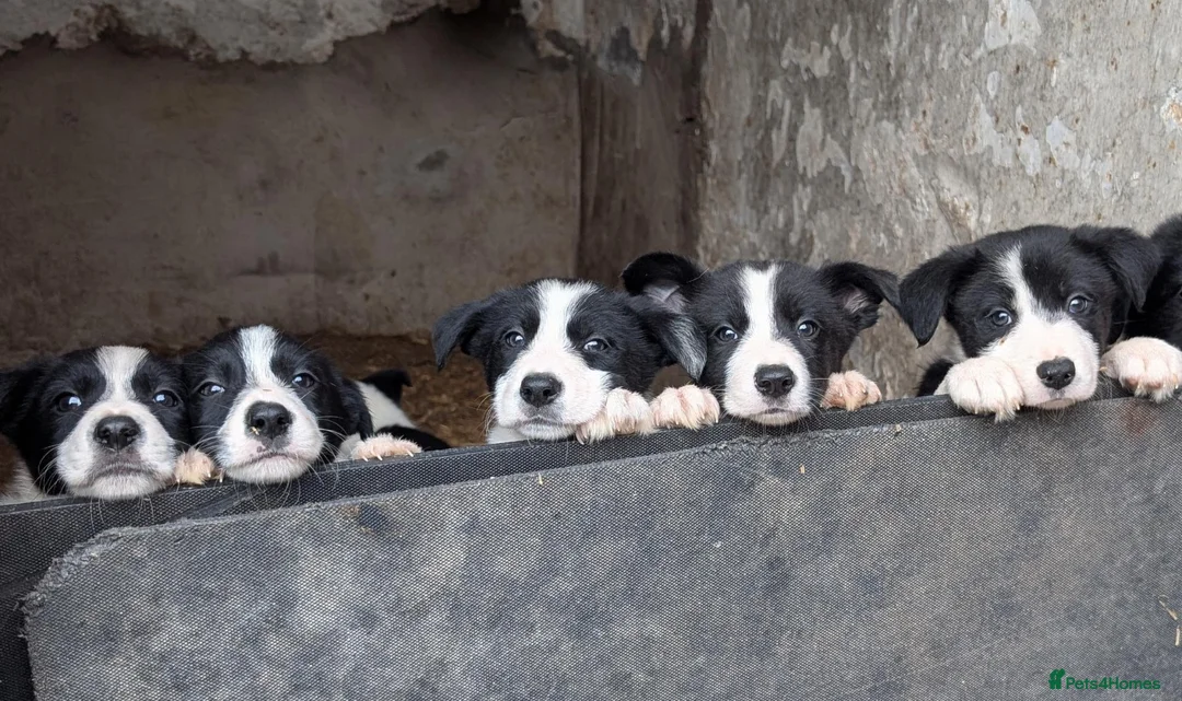 Border Collie dogs for sale: Border Collie Pups in Lancaster - Advert 1