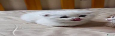 Scottish Fold Kitten 2