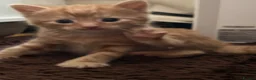 Mixed Breed cats for sale: Beautiful Kittens for forever homes  - Advert 2