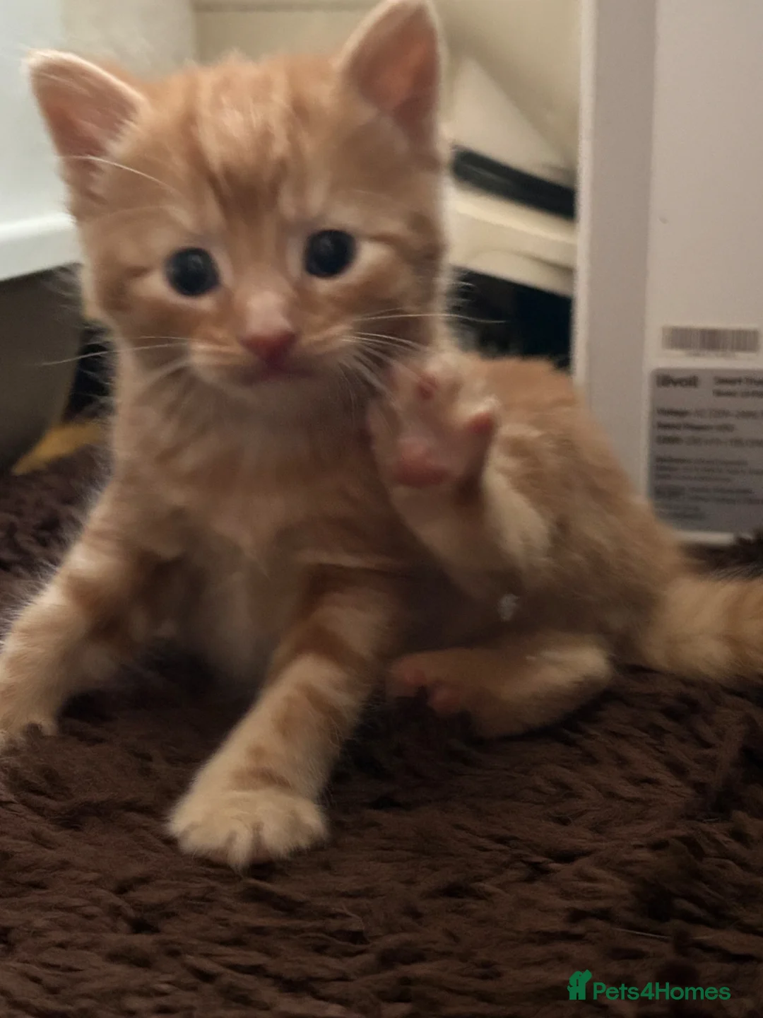 Mixed Breed cats for sale: Beautiful Kittens for forever homes  - Advert 2