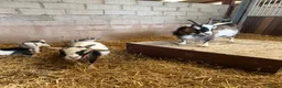 Goats livestock for sale: 2 beautiful Pygmy Nannies with kids at foot ❤️ in Gretna - Advert 1