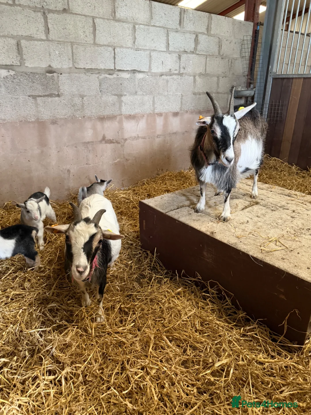 Goats livestock for sale: 2 beautiful Pygmy Nannies with kids at foot ❤️ in Gretna - Advert 1