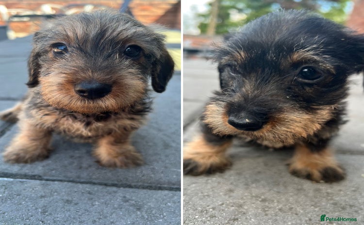 Miniature Dachshund dogs - Advert 13