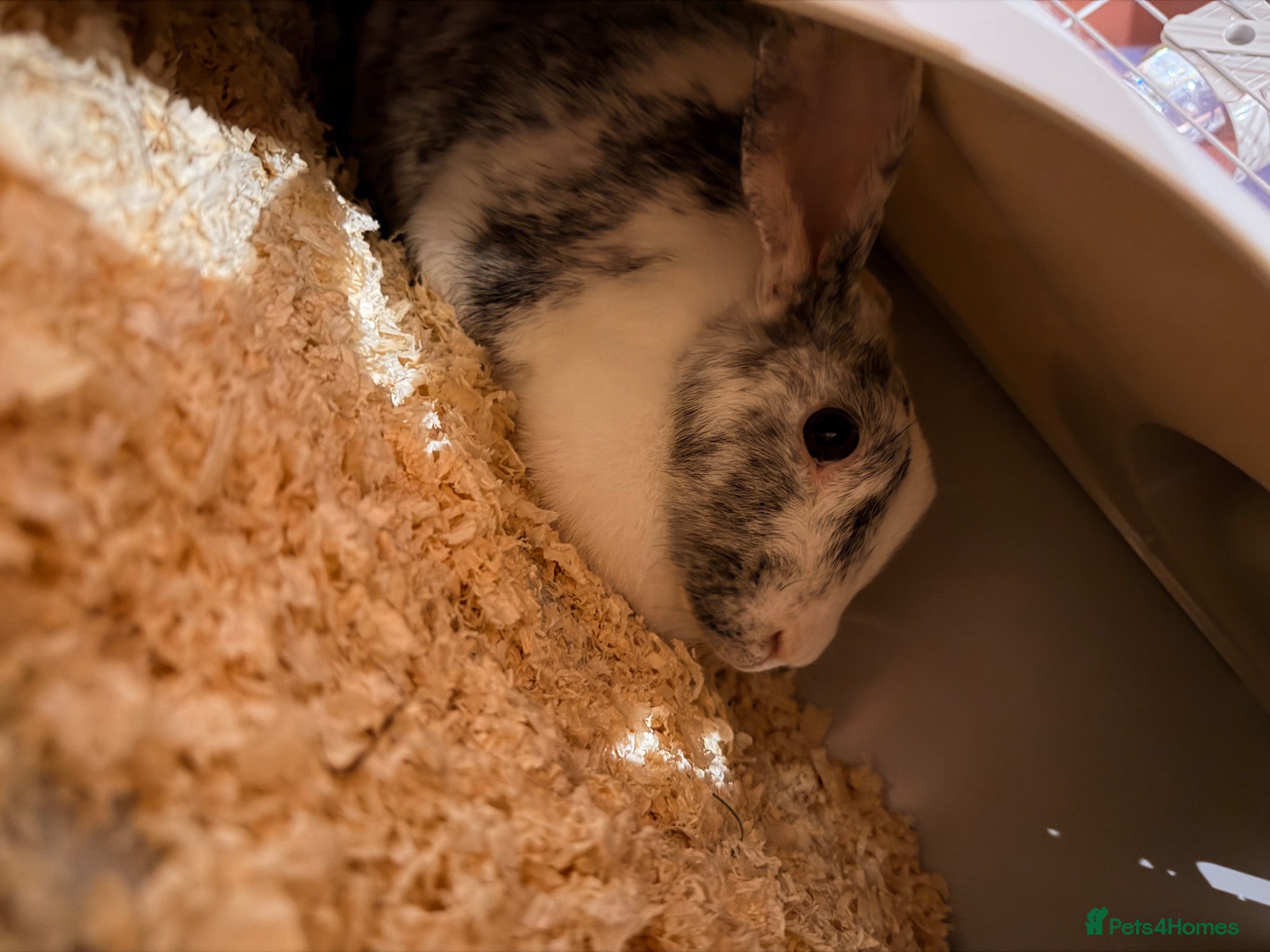 Mixed Breed rabbits 2 year old rabbit for sale  - Advert 2