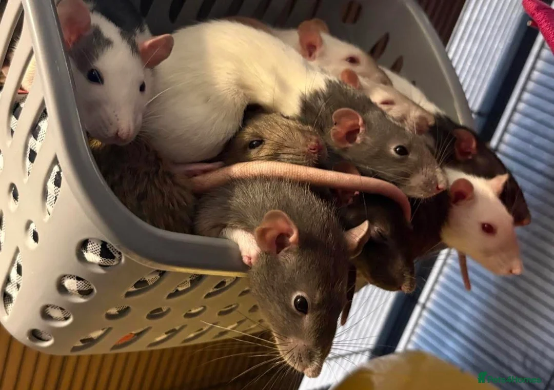 Rat rodents for sale: Well-Handled Pet Rats Looking for Loving Homes - Advert 1