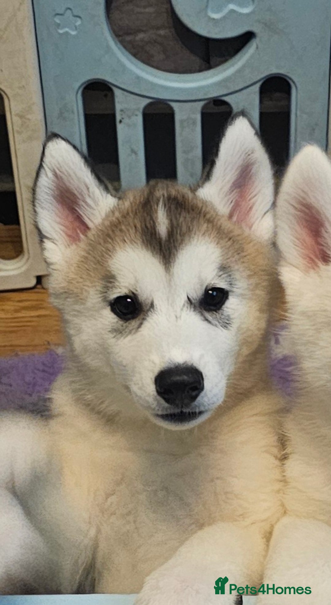 Siberian Husky dogs for sale: Husky girl looking for forever home - Advert 7