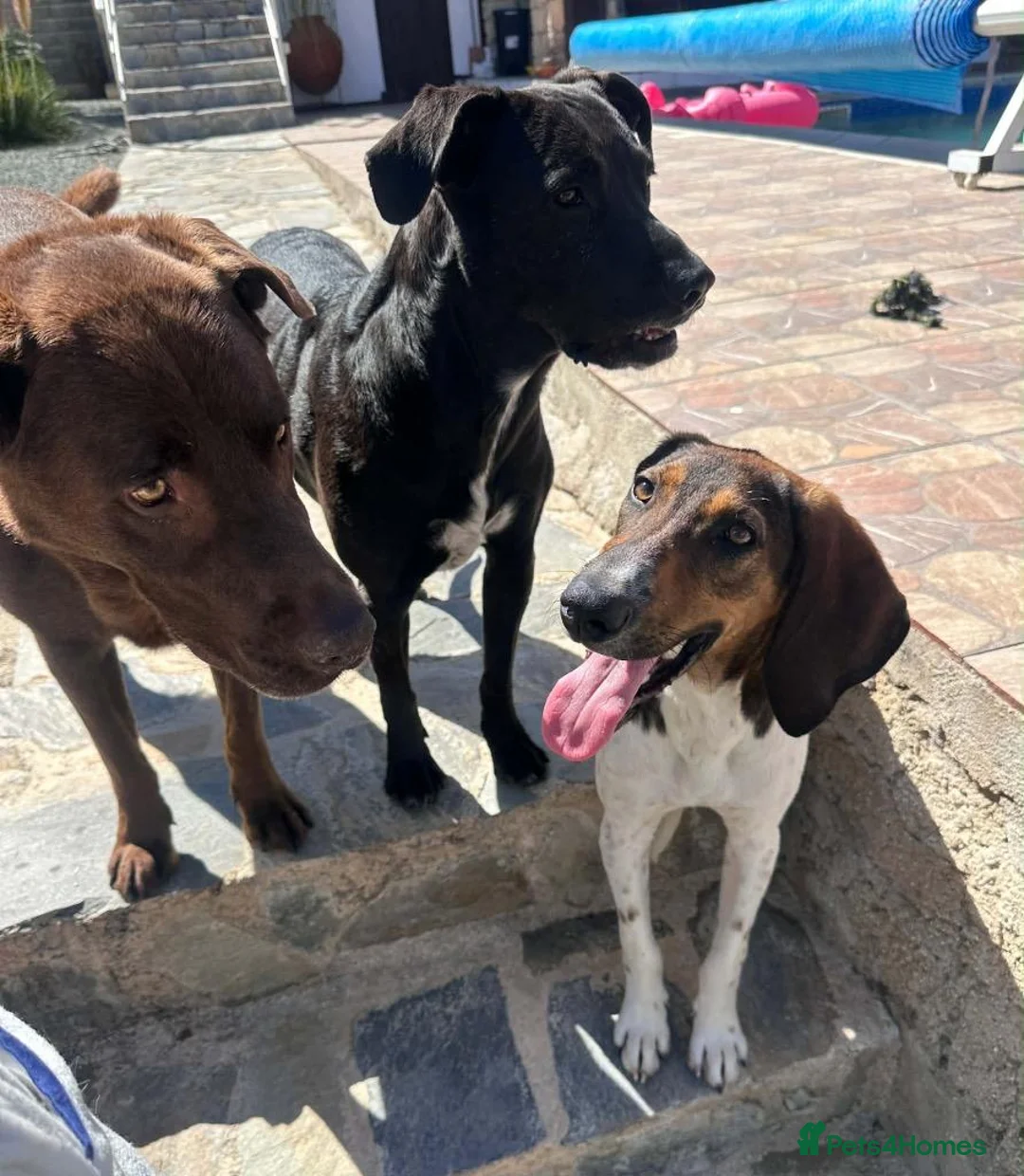 Mixed Breed dogs for adoption: Noodle the delightful young boy in Ashford - Advert 2