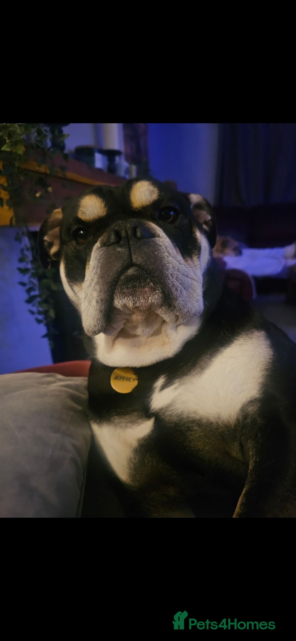 Olde English Bulldogge dogs My Boy Jeffrey - Advert 4