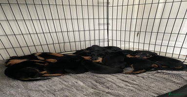 Rottweiler dogs - Advert 2