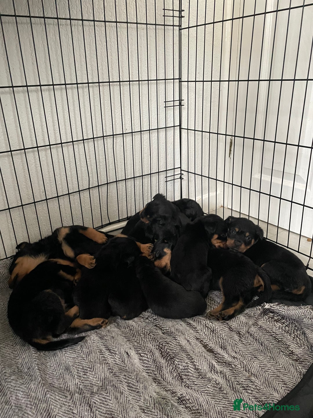 Rottweiler dogs for sale: Rottweiler puppies - Image 3