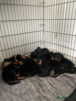 Rottweiler dogs - Advert 14