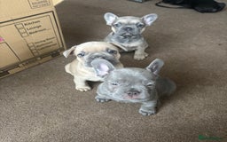 French Bulldog dogs for sale: **READY NOW**French bulldog puppies READY NOW - Image 28