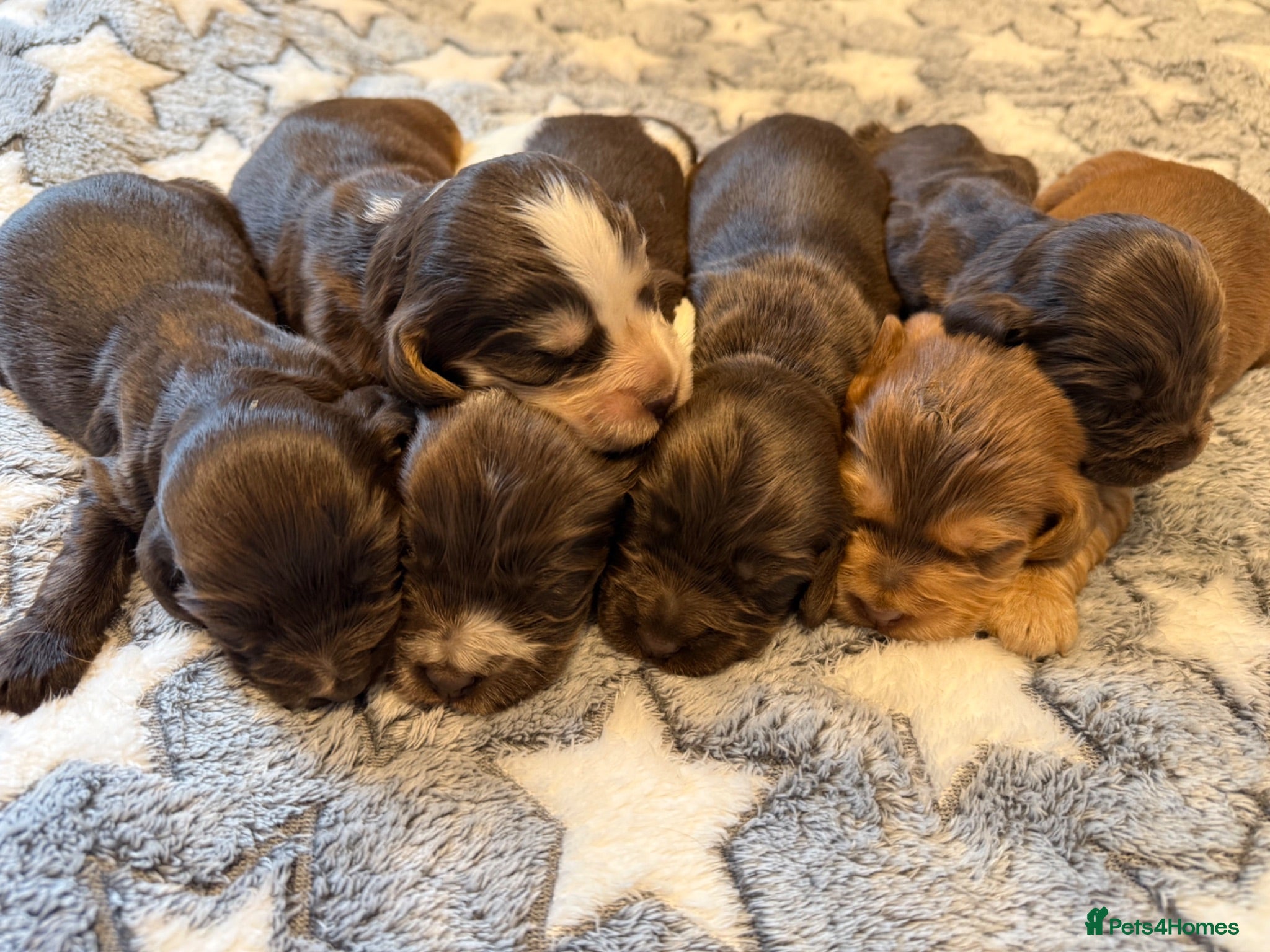 Cocker Spaniel dogs Beautiful litter of Show cocker spaniels - Advert 2