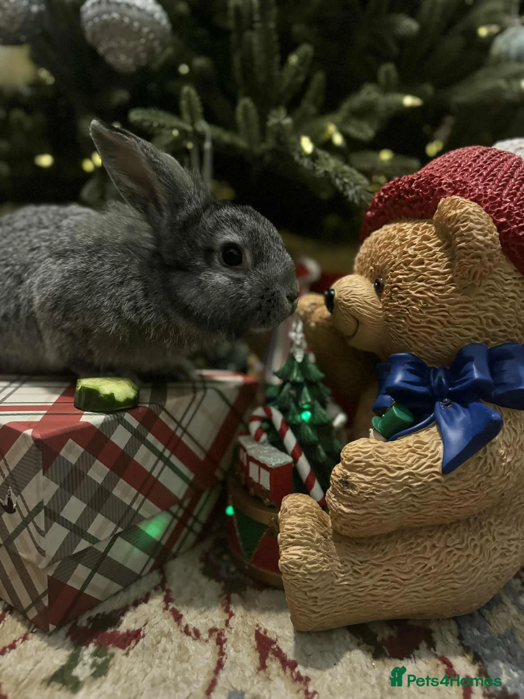 French Lop rabbits for sale: French lops and lion heads  - Advert 5