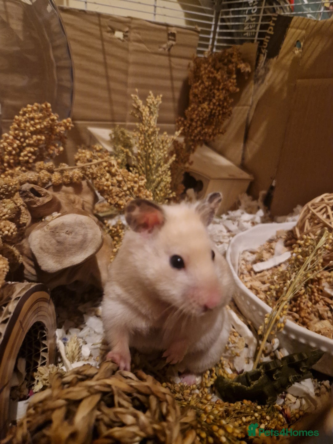 Hamster rodents for sale: The peach female is having babies soon!  - Advert 6