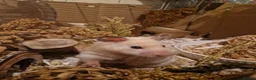 Hamster rodents for sale: The peach female is having babies mid March! - Advert 6