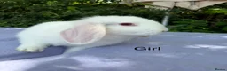 Mini Lop rabbits for sale: Mini lop babies  - Advert 6