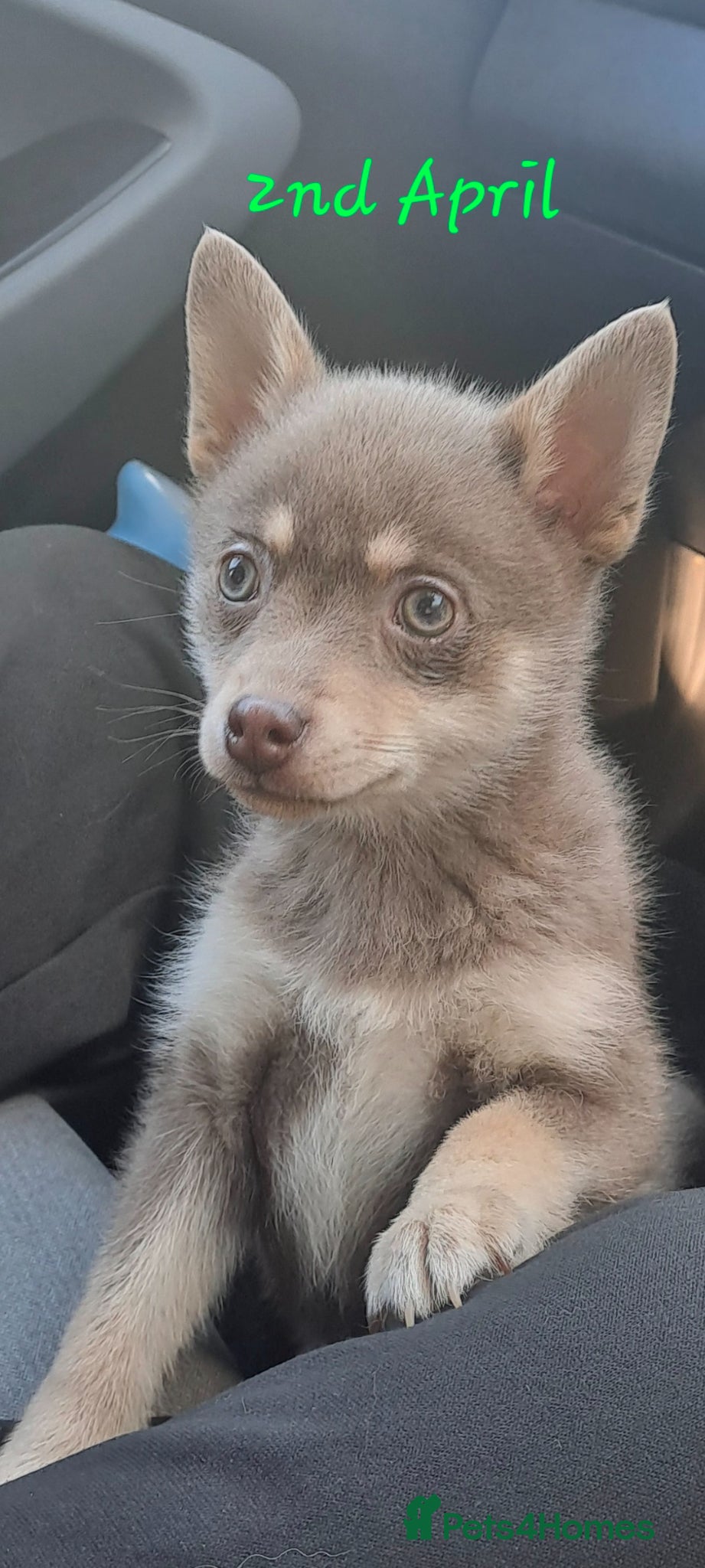 Pomsky dogs Blue & tan girl, green eyes & chocolate/Red nose - Advert 1