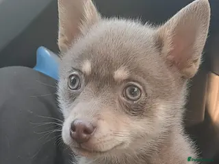 Pomsky dogs Blue & tan girl, green eyes & chocolate/Red nose - Advert 17