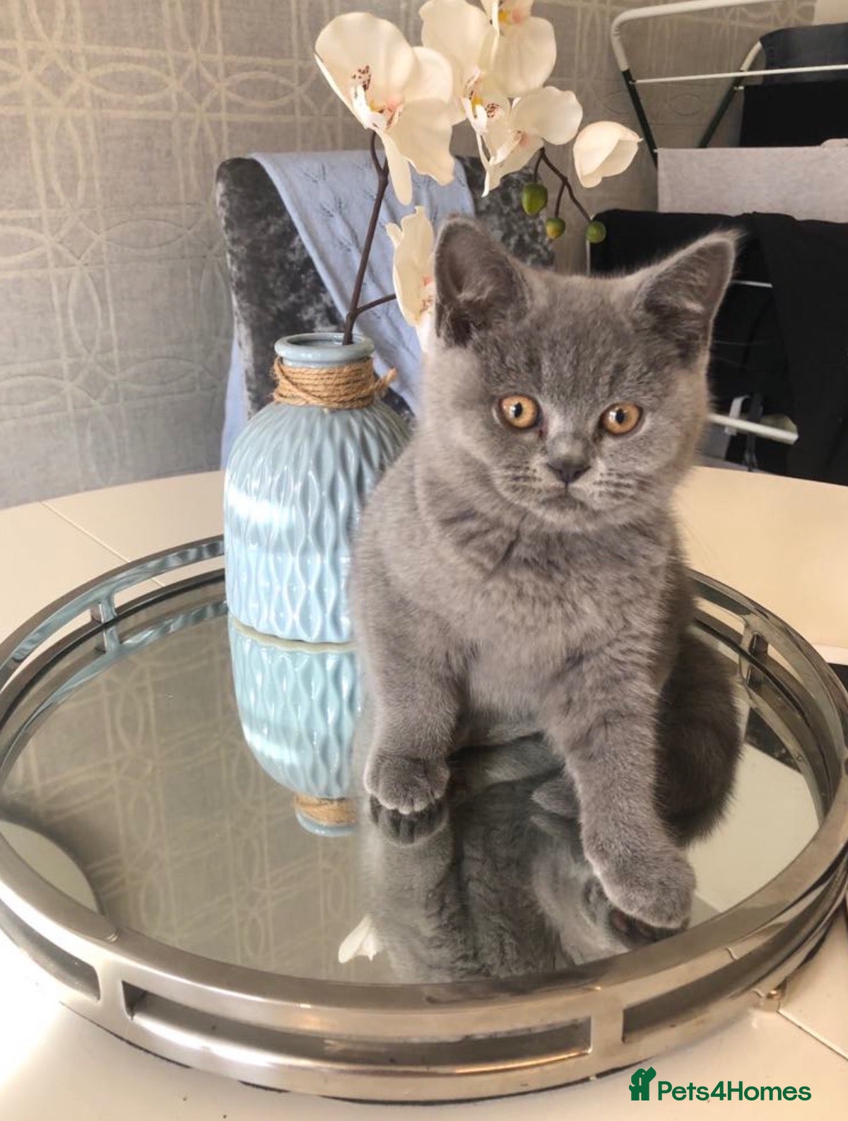 British Shorthair cats Stunning Full pedigree BSH KITTENS ( GCCF REG )  - Advert 1