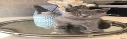 British Shorthair cats for sale: Stunning Full pedigree BSH KITTENS ( GCCF REG )  - Advert 18