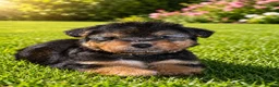 Mixed Breed dogs for sale: Wawauzer puppies  - Advert 10