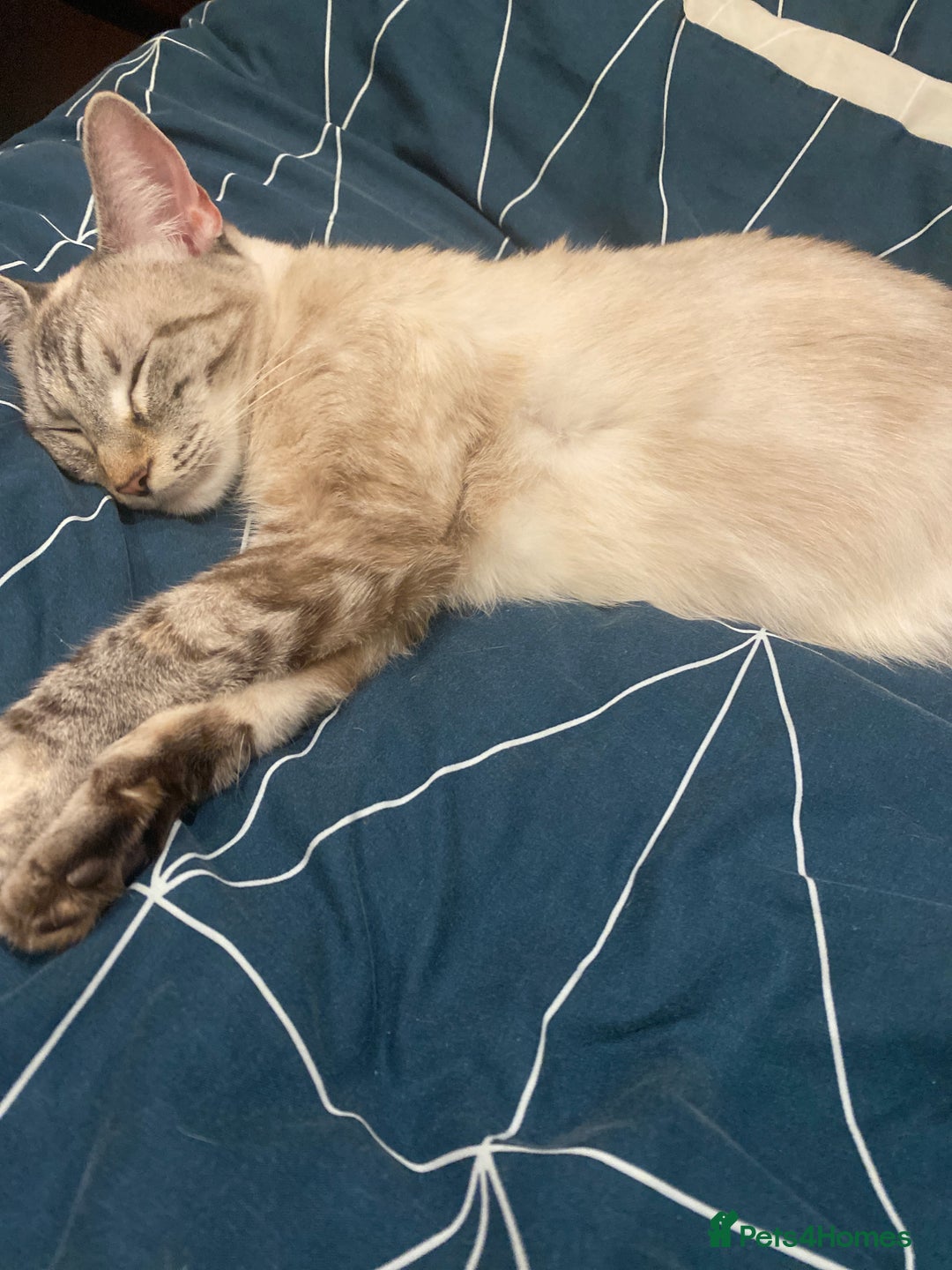 Mixed Breed cats for sale: Last kitten left - Advert 1