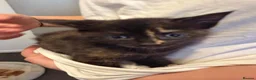British Shorthair cats for sale: Litter of 5 kittens, ready 9th October  - Advert 5
