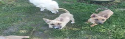 Mixed Breed dogs for adoption: 🐾💜 SALMA – A Gentle Girl for a Loving Home 💜🐾 - Advert 8