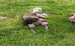 Sprocker dogs for sale: Sprocker for rehoming  - Image 6