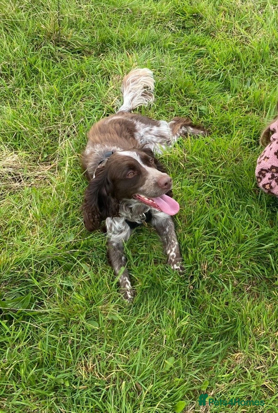 Sprocker dogs for sale: Sprocker for rehoming  - Image 6