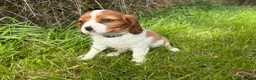 Cavalier King Charles Spaniel dogs for sale: Health Tested Cavalier King Charles Spaniels - Advert 9