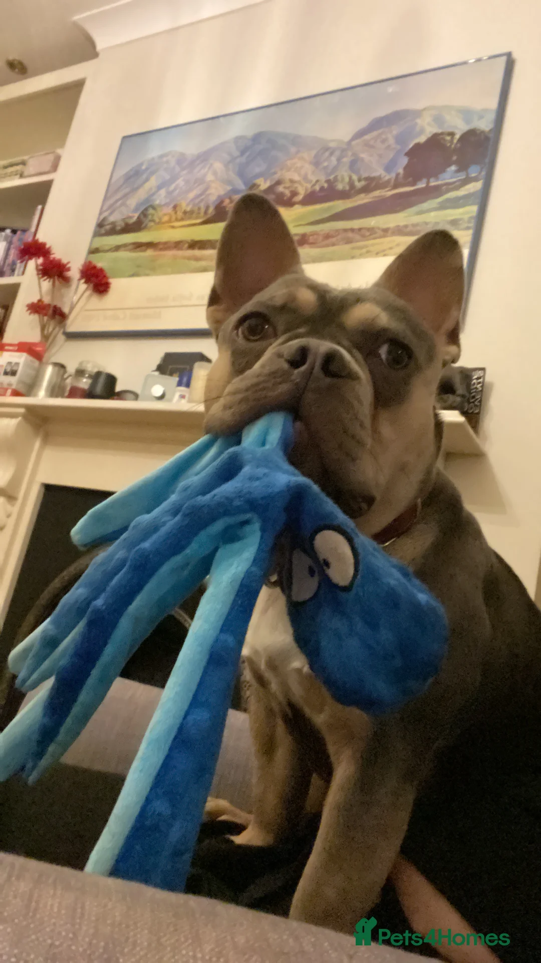 French Bulldog dogs for sale: Benny- blue and tan French bulldog boy   - Advert 2