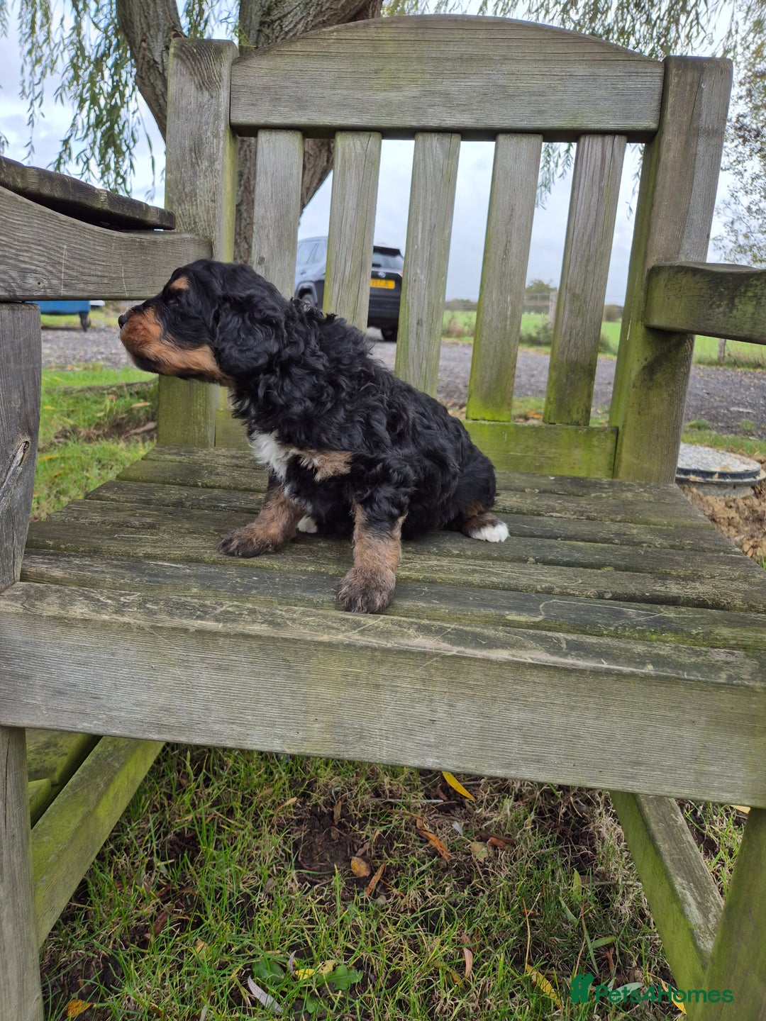 Bernedoodle dogs for sale: F1 Bernedoodle - Advert 7