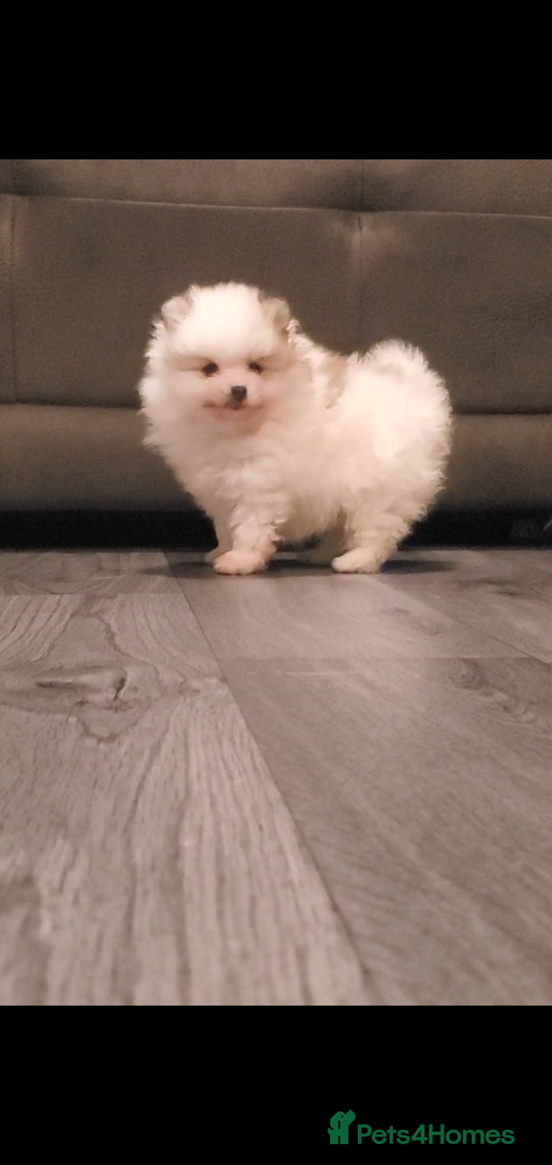 Pomeranian dogs for stud: Kc Pomeranian Male For STUD DUTIES - Advert 20