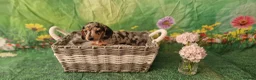 Miniature Dachshund dogs for sale: Stunning smooth haired miniature dacshund - Advert 16