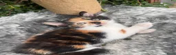 Mixed Breed cats for sale: Beautiful kittens for sale  - Advert 19